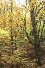 Herbstwald
