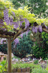 Blauregen (Wisteria) in Blüte an Pergola