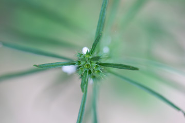 Background of characteristics Cannabis sativa L. subsp. Sativa for education.