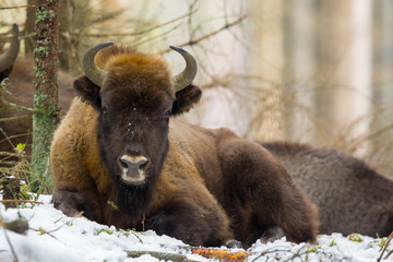 European bison - Bison bonasus in the Knyszyn Forest (Poland) © szczepank