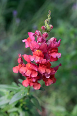L&ouml;wenmaul (Antirrhinum) in Bl&uuml;te