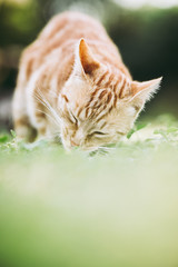 Portrait d'un chat roux dans le jardin