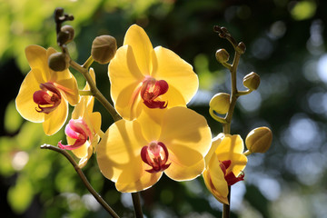 Blühende Phalaenopsis in gelb und pink