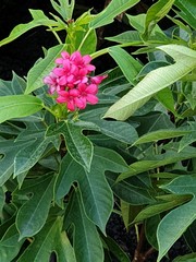 flowers in the garden