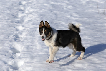 Puppy husky on the snow