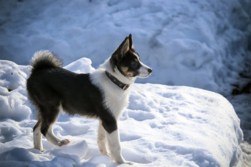 Puppy husky on the snow