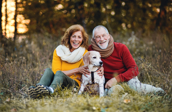 A senior couple sitting on a grass with a dog in an autumn nature at sunset.