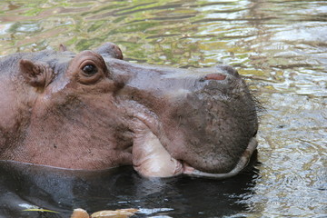 Fototapeta na wymiar Flusspferd