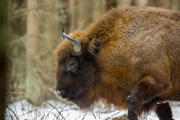 European bison - Bison bonasus in the Knyszyn Forest (Poland) © szczepank
