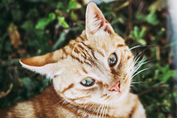 Portrait d'un chat roux dans le jardin