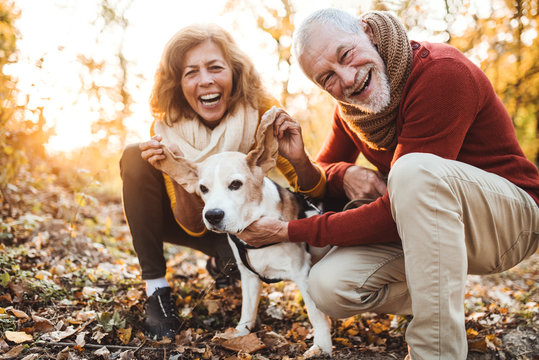 A senior couple with a dog in an autumn nature at sunset, having fun.