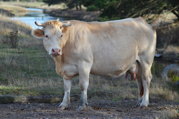 Vache