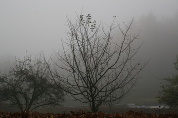 November Nebel