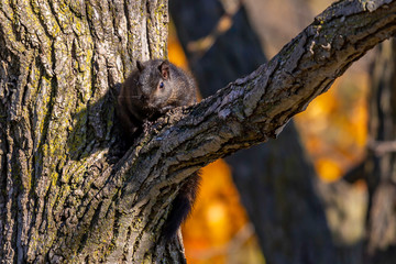 Obraz premium Black Squirrel