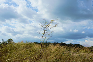 tree blowing from wind on Khao Lon mountain in Thailand