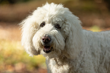 White labradoodle portrait