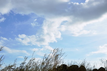 grass flowering blowing from wind on khao Lon mountain Thailand