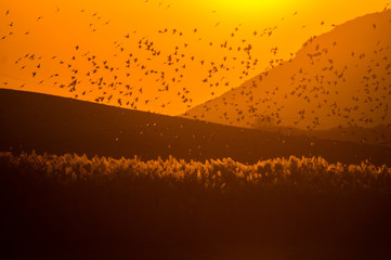 Bird flock covering the sunset with mountains