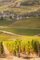 Vendanges des vignes de Sancerre