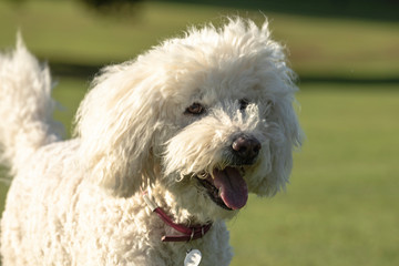 White labradoodle portrait