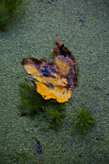 autumn leaf on the pond