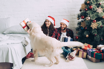 golden retriever with gift box in mouth standing near happy couple in santa hats on christmas at home
