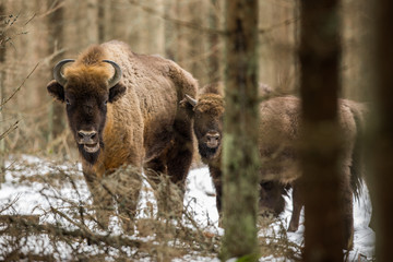 European bison - Bison bonasus in the Knyszyn Forest (Poland)