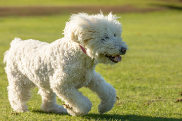 White labradoodle portrait