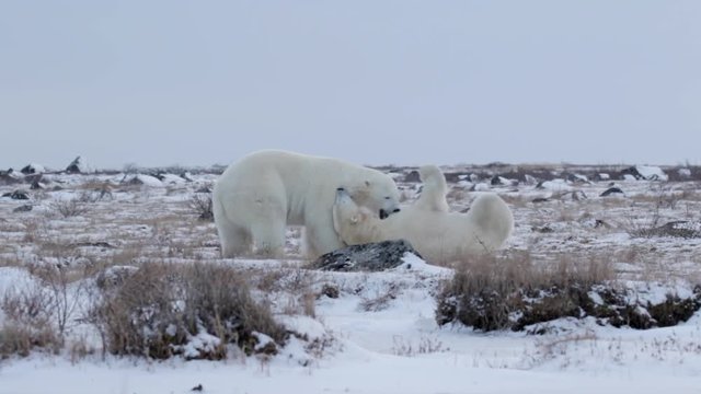 Polar bears sparring in the snow Beautiful Steady shot of 2 polar bears fighting playing and sparring in the snow
