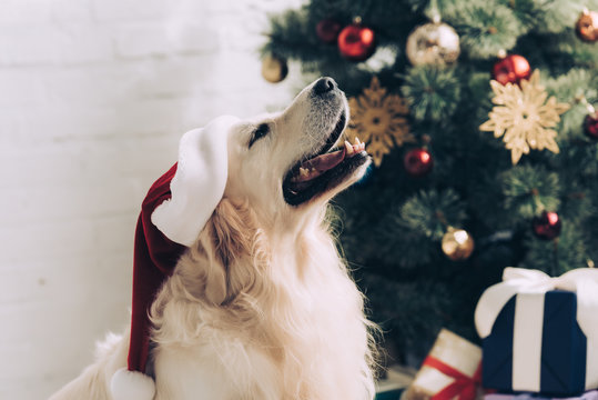 15,300+ Dog Christmas Present Stock Photos, Pictures & Royalty