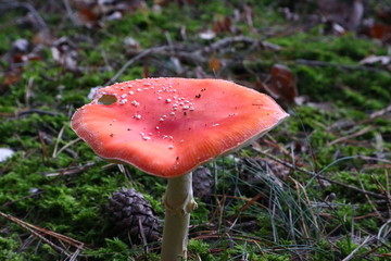 Pilz im Herbst im Wald