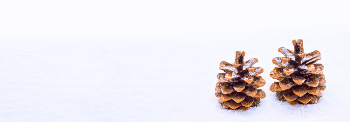 Pine cone in the snow.