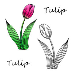 illustration of  hand drown tulip