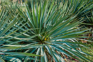 Green evergreen leaves of Yucca glorious (lat. Yucca gloriosa) in nature as the original texture. Background from elegant sharp leaves. Nature concept for design