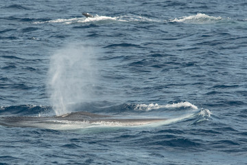 Obraz premium Couple de rorquals commun