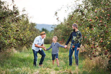 Fototapeta premium A small boy with father and grandfather walking in apple orchard in autumn.