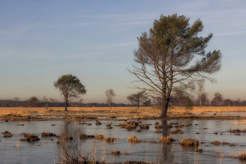 tree on lake