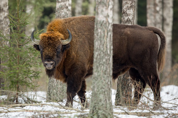 European bison - Bison bonasus in the Knyszyn Forest (Poland)