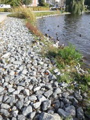Enten am Ufer