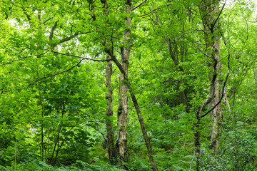 Landscape and foliage detail at Hawksmoor Wood, Staffordshire in spring