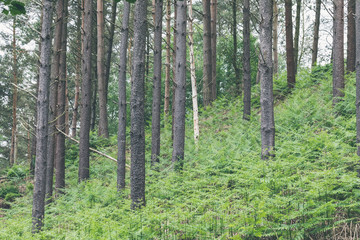 Fototapeta na wymiar Landscape and foliage detail at Hawksmoor Wood, Staffordshire in spring