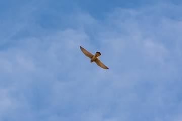 Falke in der Luft