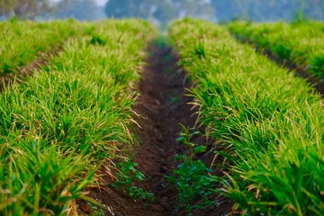 ginger crop