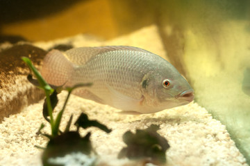 Fisch Tilapia bunt Barsch in grau