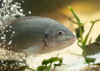 großer Tilapia im Wasser schwimmt durch Luftblasen