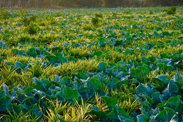 Fototapeta premium ginger flower crop