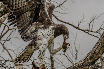 Aigle martial et mangouste naine