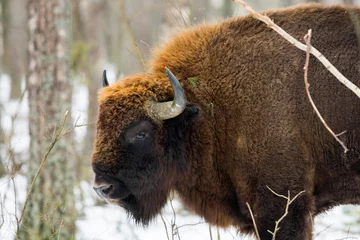 Poster European bison - Bison bonasus in the Knyszyn Forest (Poland) © szczepank
