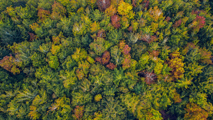 Drone aerial vew of a multi colored forest in a autumn day.