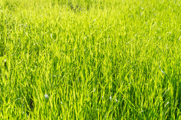 Green Grass in Sunlight Background.